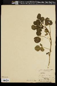 Image of Psoralea corylifolia