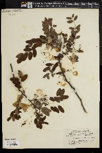 Robinia elliottii image