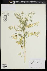 Sutherlandia frutescens image