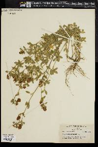 Trifolium aureum image