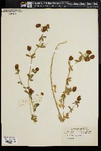 Trifolium aureum image