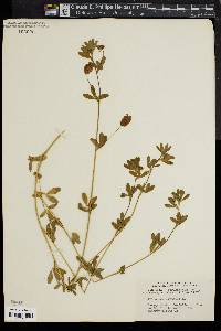 Trifolium aureum image