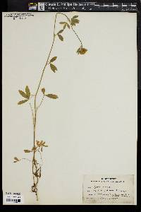 Image of Trifolium alexandrinum