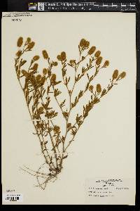 Trifolium arvense image