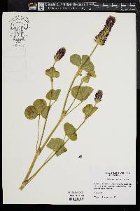 Trifolium incarnatum image