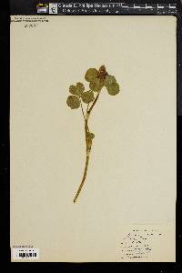 Trifolium incarnatum image