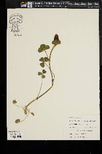 Trifolium incarnatum image