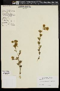 Trifolium arvense image