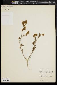 Trifolium arvense image