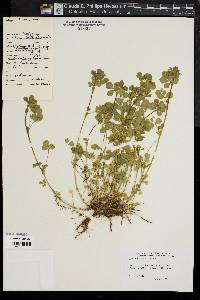 Trifolium dubium image