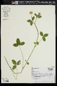 Trifolium hybridum image