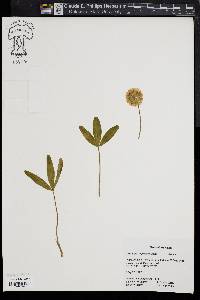 Image of Trifolium virginicum