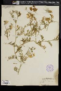 Vicia sativa subsp. nigra image