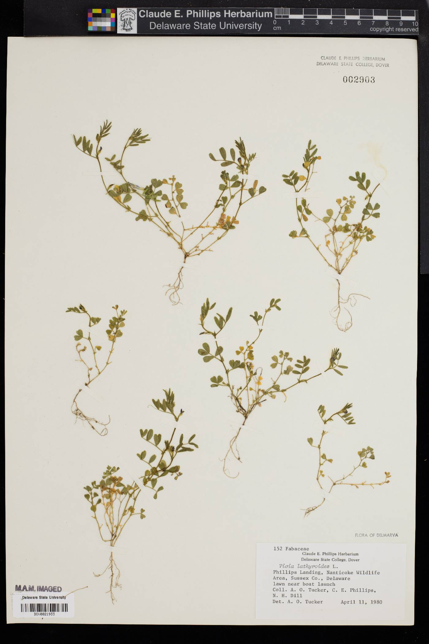 Vicia lathyroides image