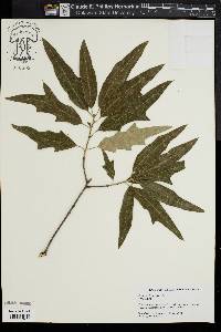 Quercus x ludoviciana image