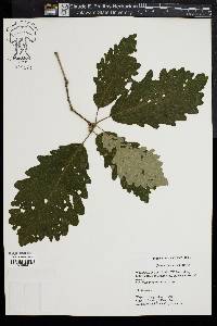 Quercus bicolor image