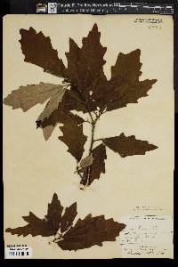 Quercus bicolor image