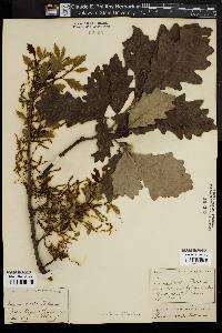 Quercus bicolor image