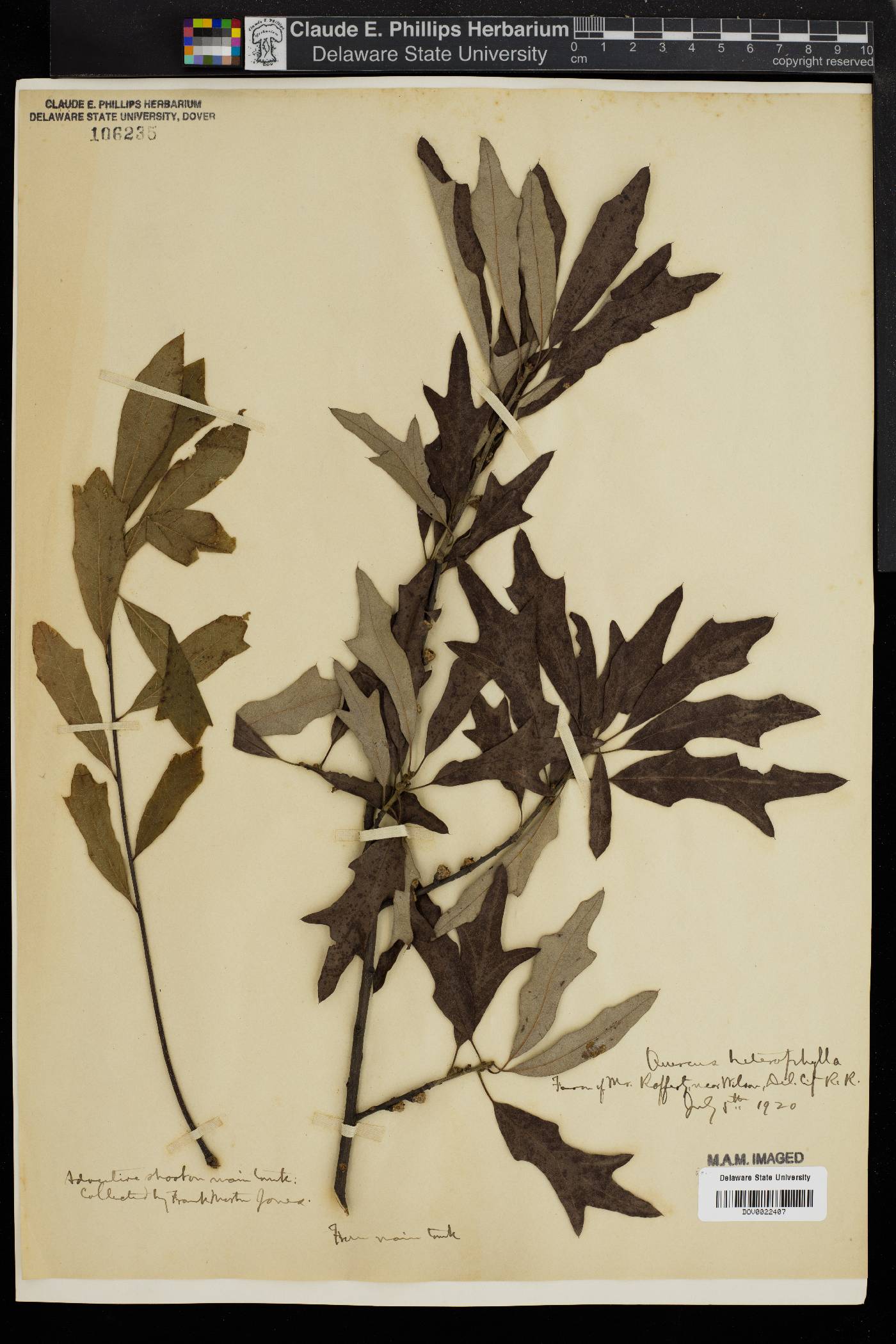 Quercus cerris image