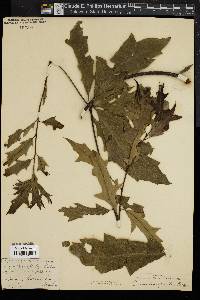 Quercus cerris image