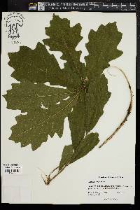 Quercus lyrata image