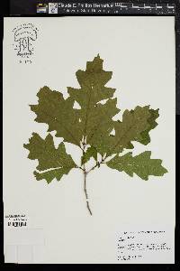 Quercus lyrata image