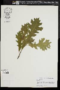 Quercus lyrata image