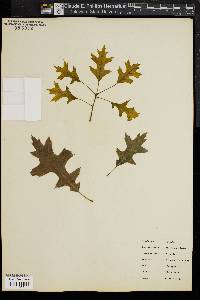 Quercus palustris image