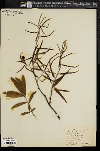 Quercus phellos image