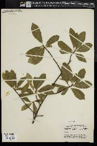 Image of Quercus laurifolia