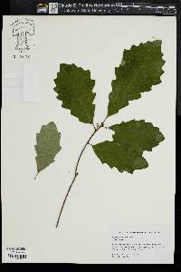 Quercus prinoides image