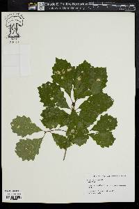 Quercus prinoides image