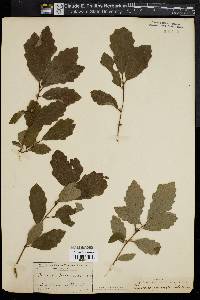 Quercus prinoides image