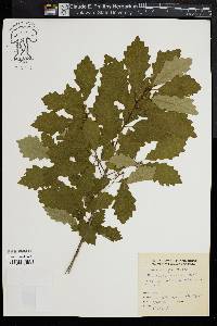 Quercus prinoides image