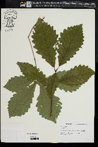 Quercus prinoides image