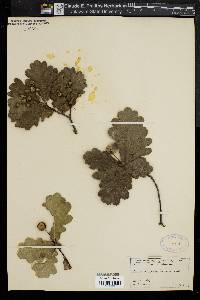 Quercus robur image