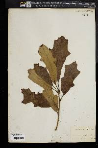 Quercus aquatica image