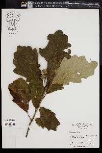 Quercus bicolor image