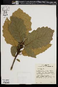 Image of Quercus fabrei