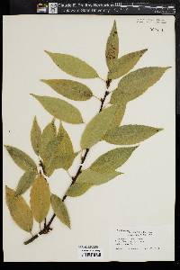 Image of Quercus glauca