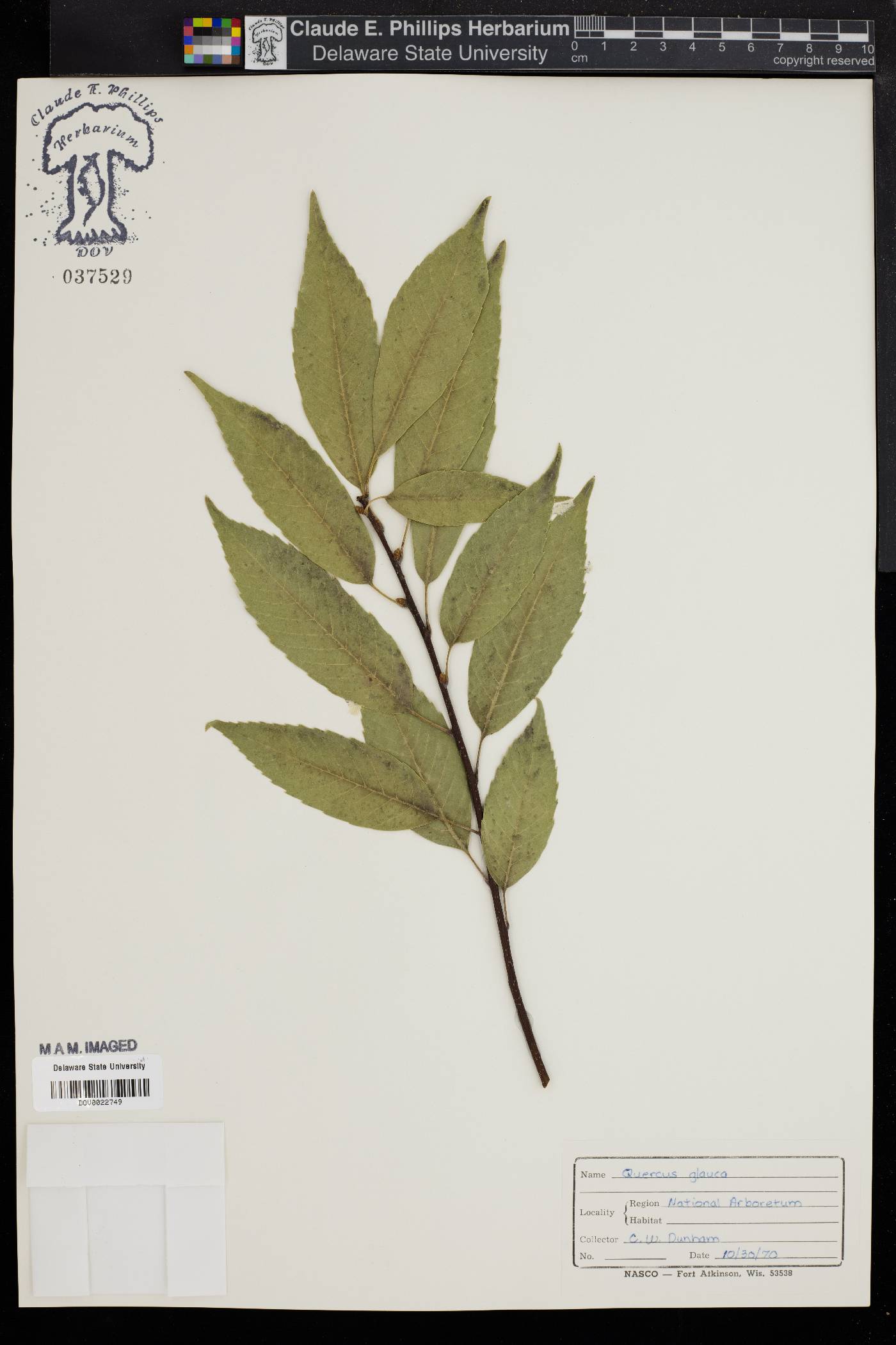 Quercus glauca image