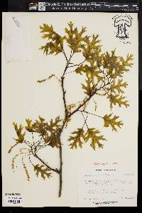 Quercus palustris image