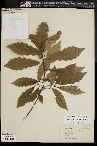 Quercus prinoides image