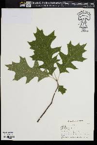 Quercus texana image