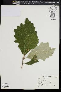 Image of Quercus × schuettei