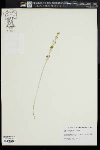 Bartonia paniculata image