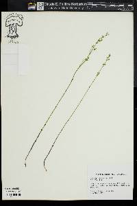 Bartonia paniculata image