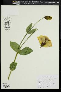 Image of Eustoma grandiflorum