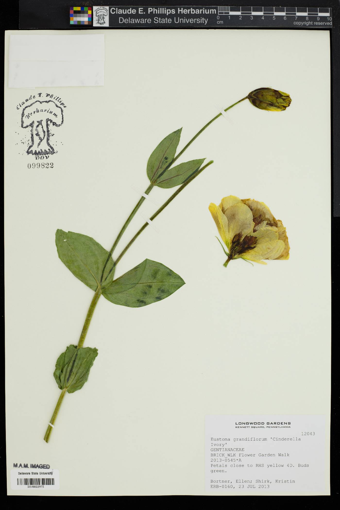 Eustoma grandiflorum image