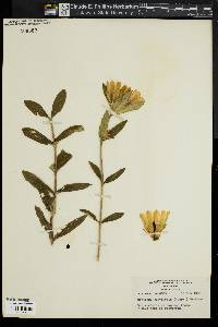 Gentiana parviflora image